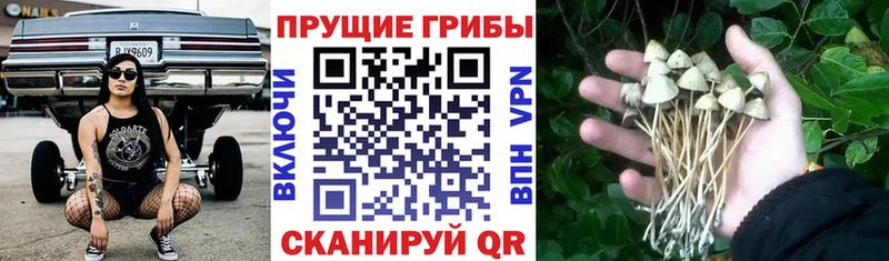 Псилоцибиновые грибы GOLDEN TEACHER Белореченск